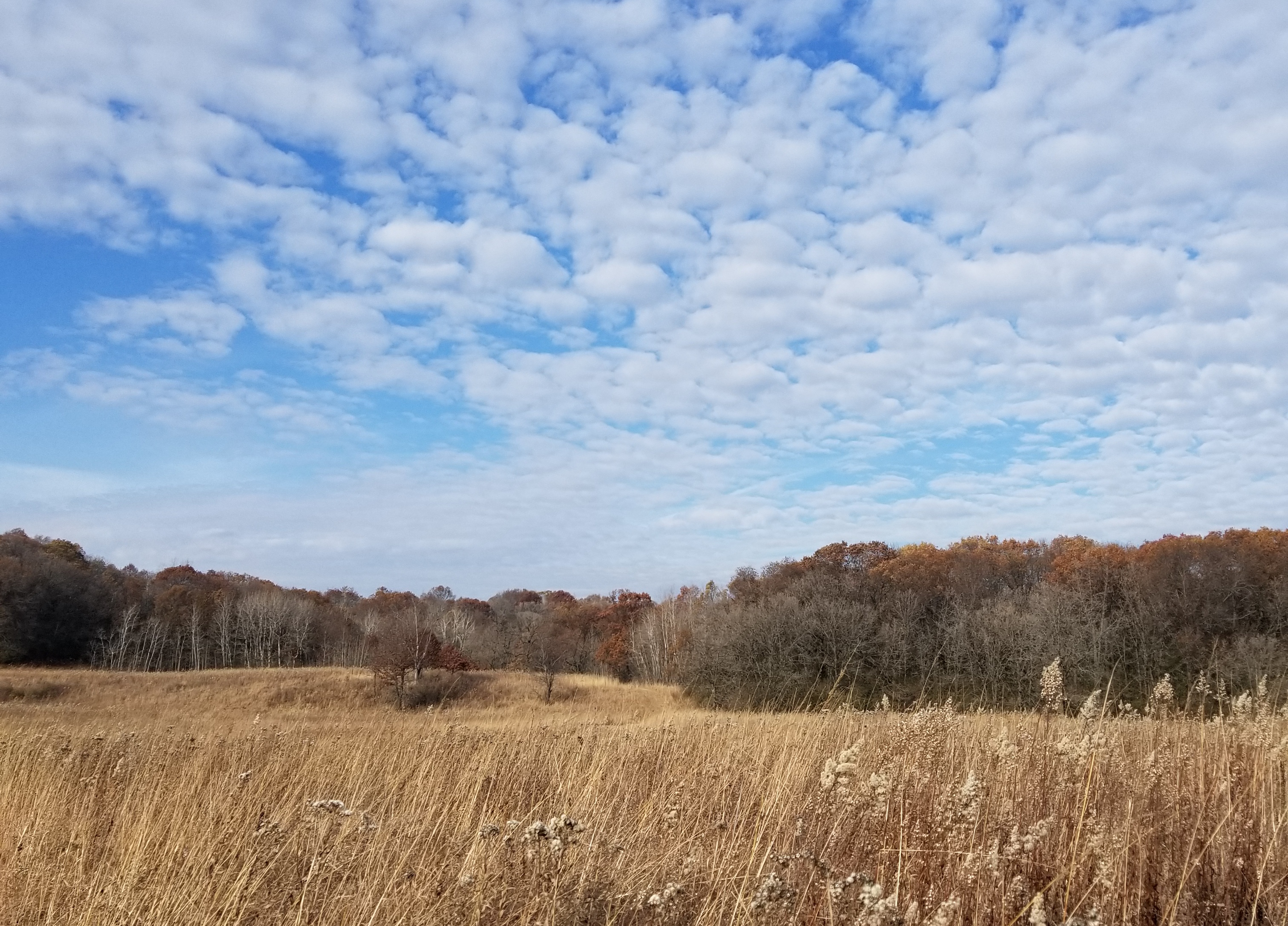 A grove of trees at the edge of a prairie